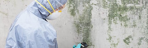 Mould Removal